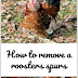 How to remove rooster spurs