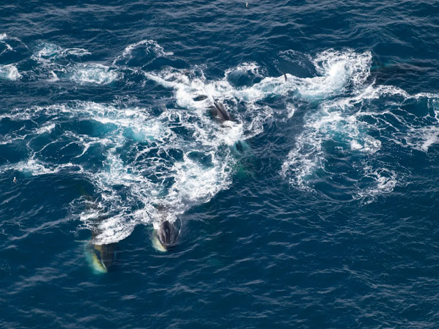 ¡Están de vuelta! ballenas de aleta alimentándose en el Mar de Weddell cerca de la Isla Elefante al norte de la Península Antártica Occidental. Derechos de autor Helena Herr. Crédito de la imagen: ALFRED-WEGENER-INSTITUT / HELENA HERR