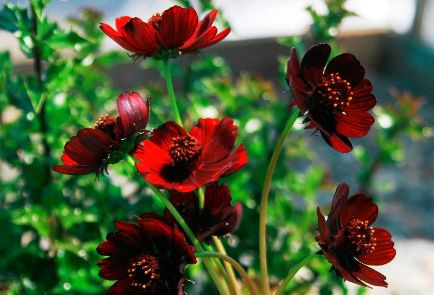 10 Bunga Paling Langka Di Dunia | Info Tak Terduga