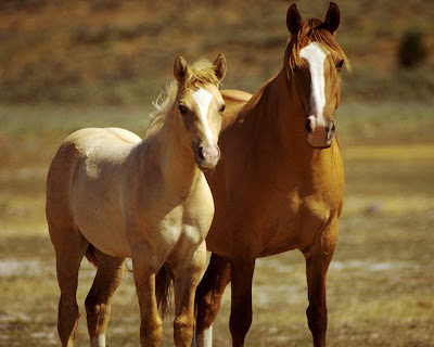 Horses Wallpaper Horse Backgrounds