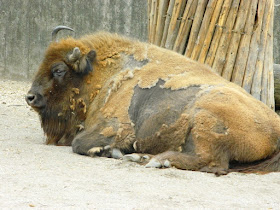 european bison, bison, skansen, skansen zoo, skansen stockholm, 