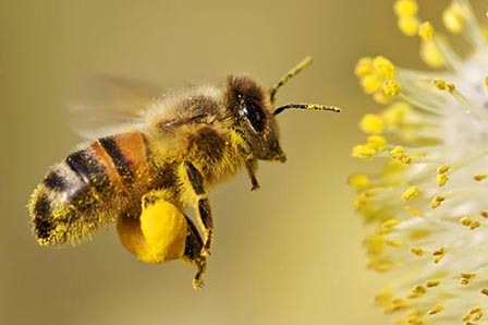 Are you aware of these myths about bee pollen