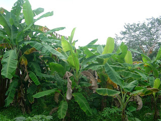 ladang pisang kebun pisang