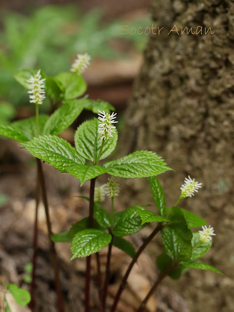 Chloranthus japonicus