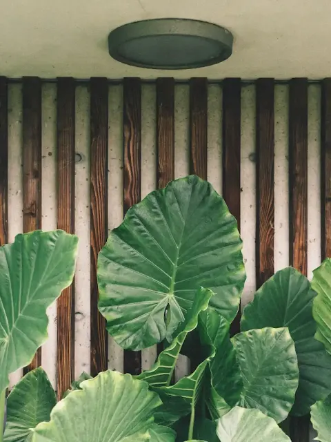 Elephant Ear Plant