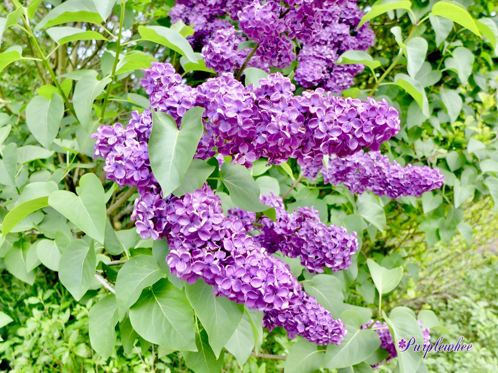 薇薇花园 紫丁香