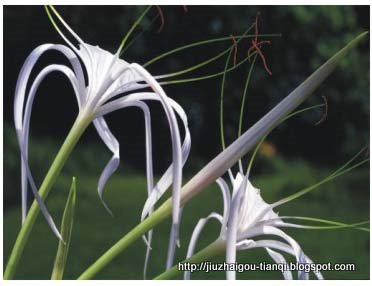 兰花-花:FL09020512064048