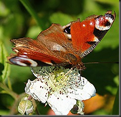IMG_4120