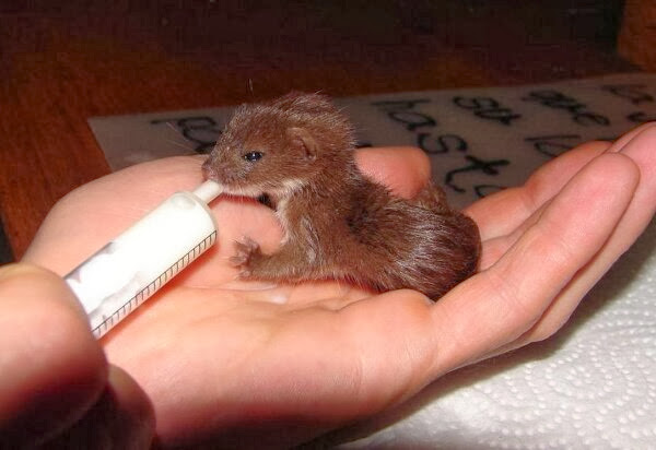 Funny animals of the week - 6 December 2013 (35 pics), baby weasel drinks milk