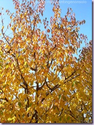 autunno2