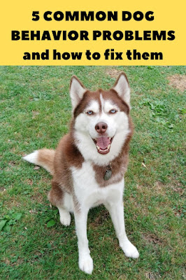 5 OF THE MOST COMMON DOG BEHAVIOR PROBLEMS AND HOW TO FIX THEM   Dog training, Most common dog behavior problems