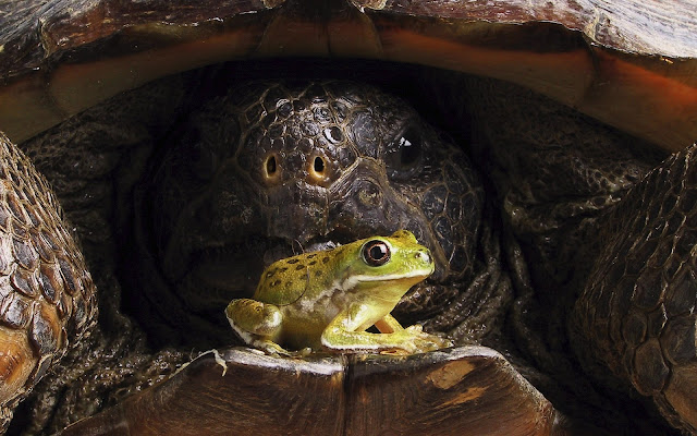 tortoise, frog wallpaper, tortoise wallpaper, giant