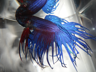 Crowntail betta