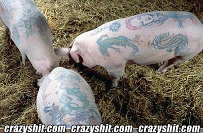 Pig Tattoos