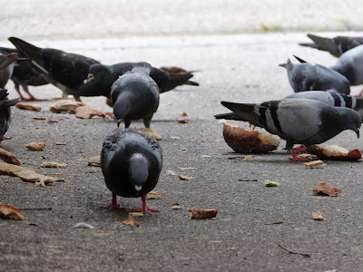 the Ripening, photo a day, pigeons, feeding birds