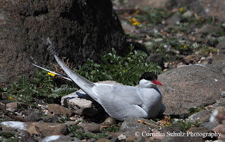 Arctic Tern with egg by Cornelia Schulz