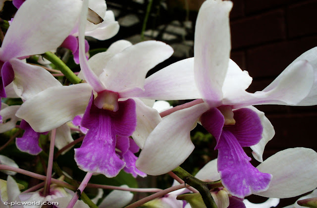 orchid wallpapers
