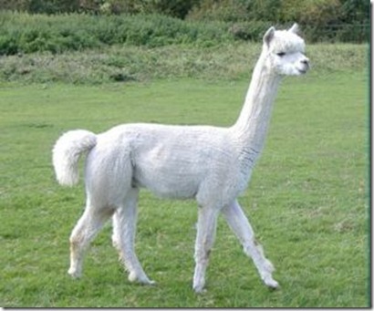 Alpaca