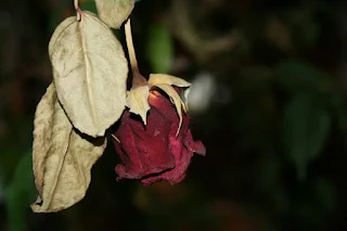 The Sere Rose...