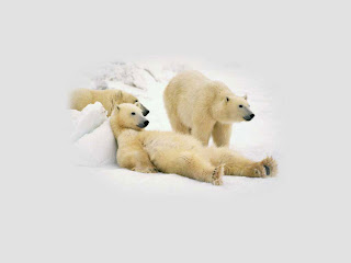 Polar Bear Wallpapers