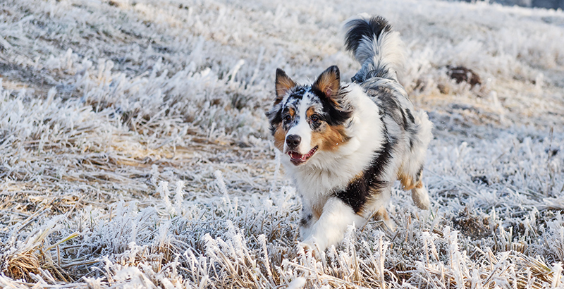  Mon chien vit dehors, comment le protéger des intempéries ?