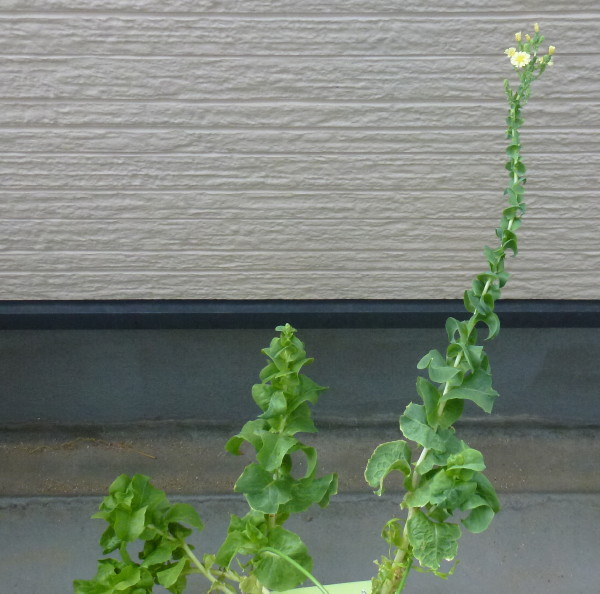 サラダレタスの育て方 8月17日 花が開花 および秋蒔き前の復習