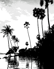silhouettes of coconut palms