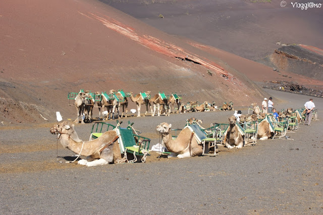 I cammelli di Timanfaya
