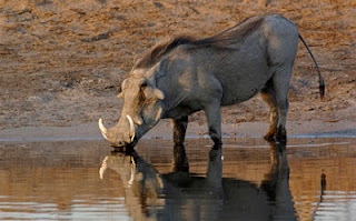 Warthog pic