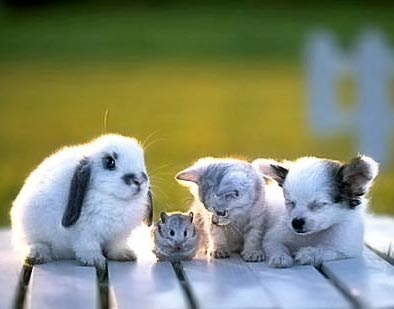 Rabbit, Hamster, Kitten and Puppy dog in the sunset - four cuties