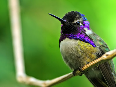 Hummingbird Desktop Background