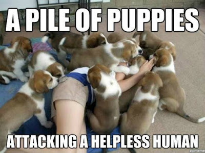 A pile of puppies attacking a helpless human