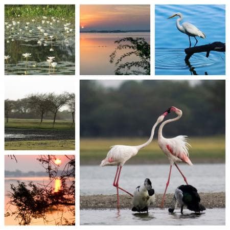 Thol Lake Bird Sanctuary | Nature Trip In Gujarat - Beep Blog