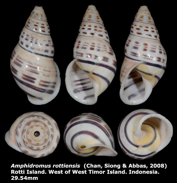 Amphidromus rottiensis 29.54mm