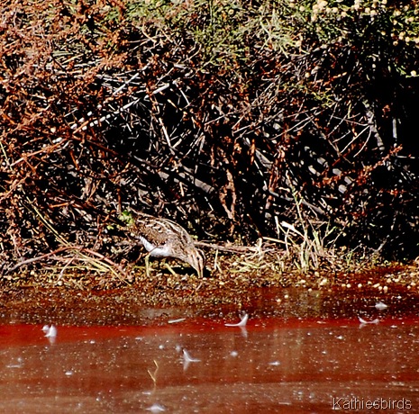 27. snipe-kab