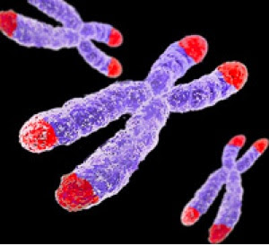 Télomères - extrémités des chromosomes - Blog beauté Les Mousquetettes©