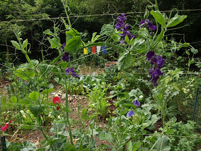 August '11 PacNW garden