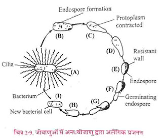 Reproduction by endospores in Bacteria