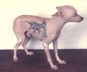 Tattooed Pets (Not Tattoos of Pets)