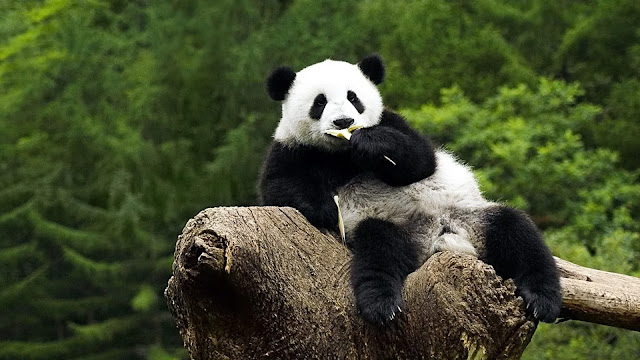 Giant Panda