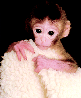 The top 10 Famous Monkeys in Science Seen On coolpicturesgallery.blogspot.com