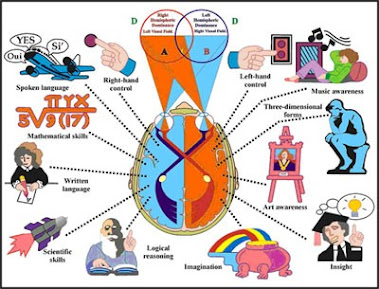 THE BRAIN