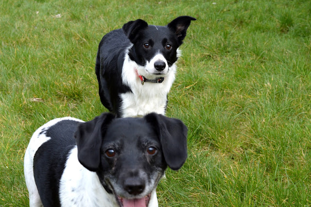 Molly and Bentley 1