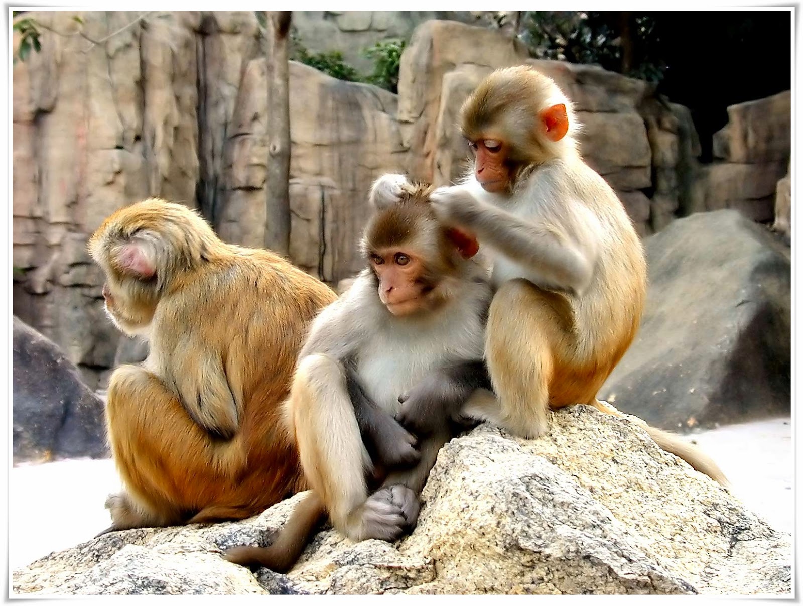 100 Gambar Kata Lucu Tentang Monyet Gambar Lawak Gila Resep