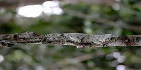 uroplatus.jpg