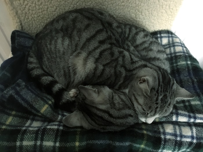 02 Asleep Together in Hammock 5-1-19