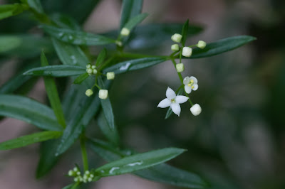 Galium sp. – Bedstraw (Caglio)