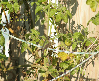 Hummingbird in November in Currituck