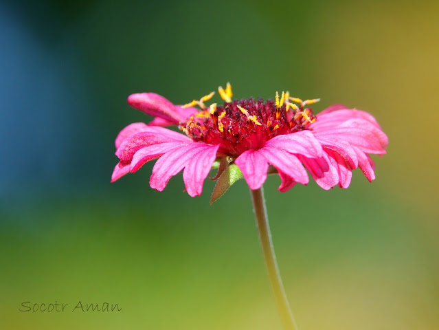 Gaillardia aestivalis