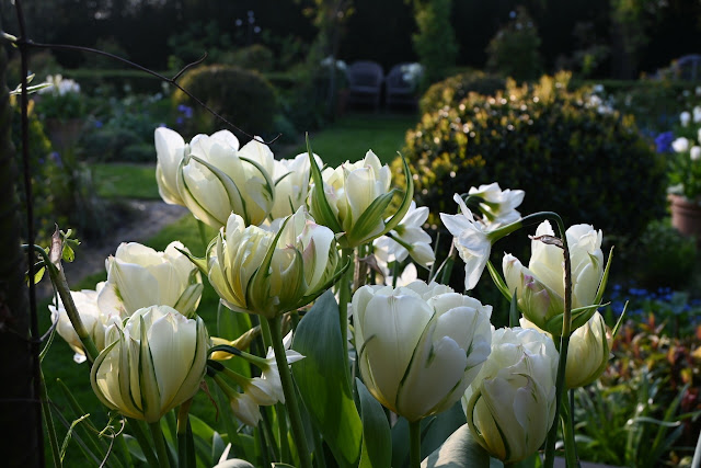 Romantische rozentuin, witte tulpen.